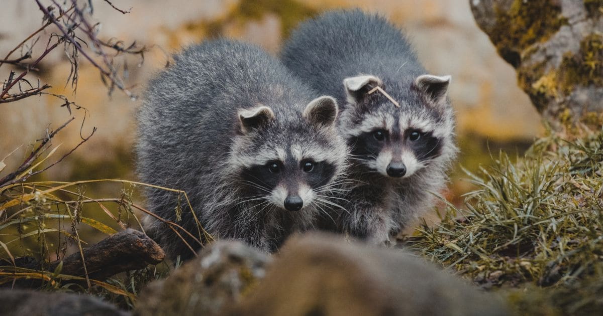 タヌキとアライグマの習性の違い