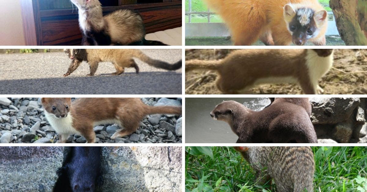 イタチに似た動物8種の特徴を一覧で比較
