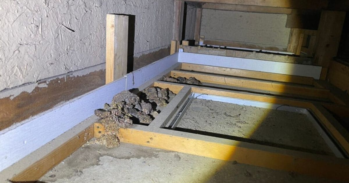 アライグマとタヌキの目撃される・住み着く場所の違い 
