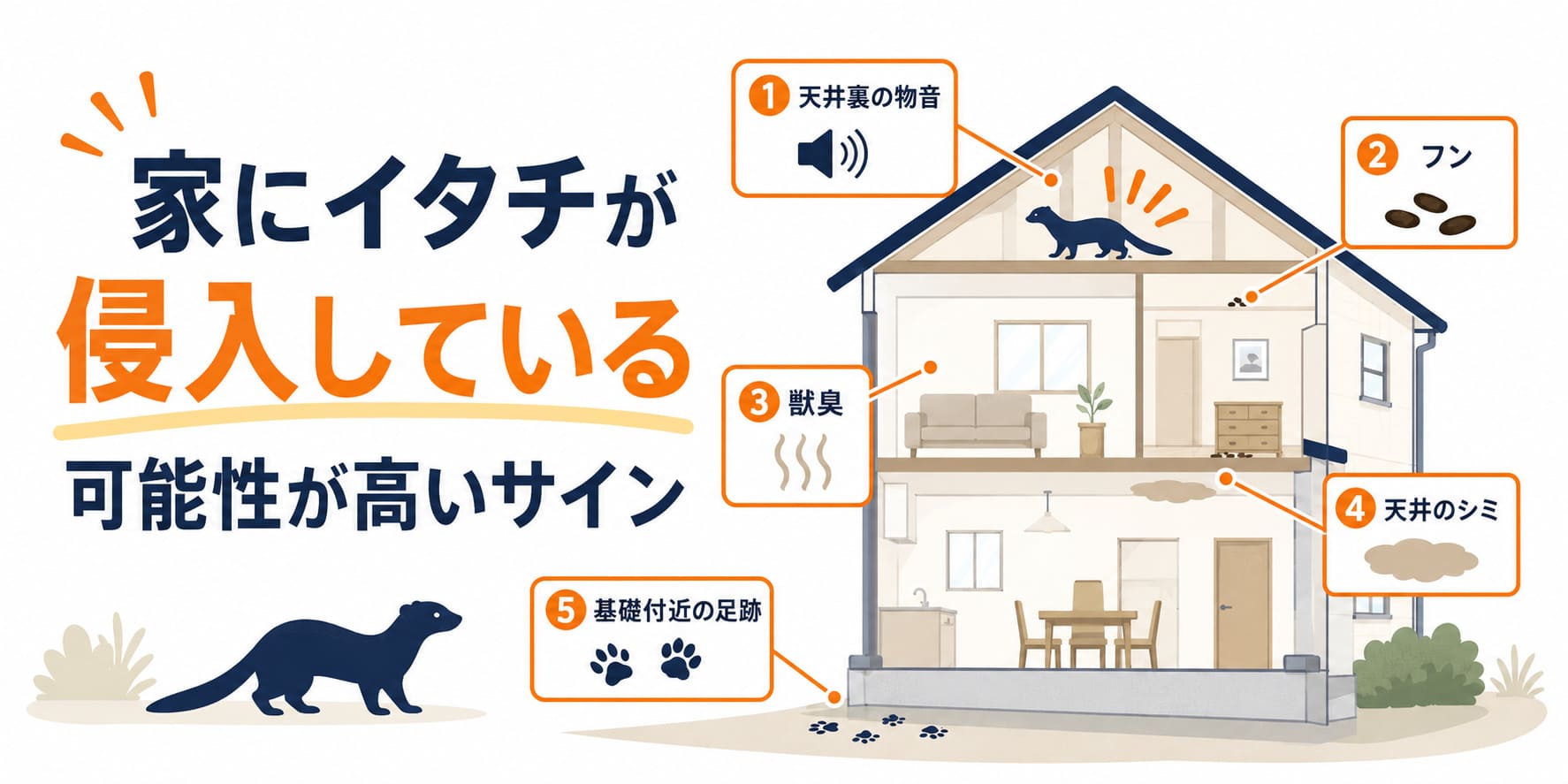家にイタチが侵入している可能性が高いサイン