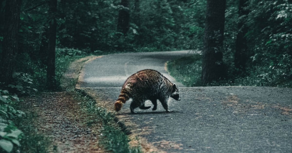 タヌキとアライグマの分類・分布の違い