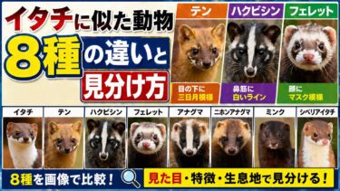 イタチに似た動物の見分け方 | テン・ハクビシン・フェレットなど8種比較