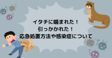 イタチの最後っ屁やふんの悪臭 対策について解説 害獣駆除plus プロが解説するお役立ち情報サイト