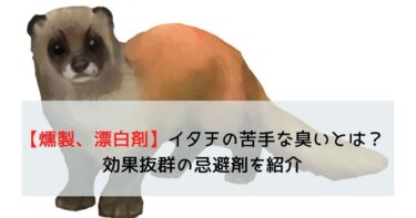 イタチの最後っ屁やふんの悪臭 対策について解説 害獣駆除plus プロが解説するお役立ち情報サイト