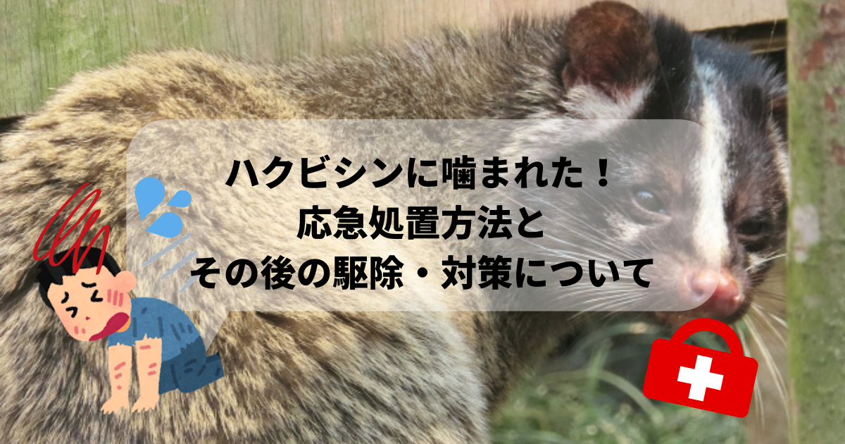 ハクビシンに噛まれた 応急処置方法とその後の駆除 対策について 害獣駆除plus プロが解説するお役立ち情報サイト
