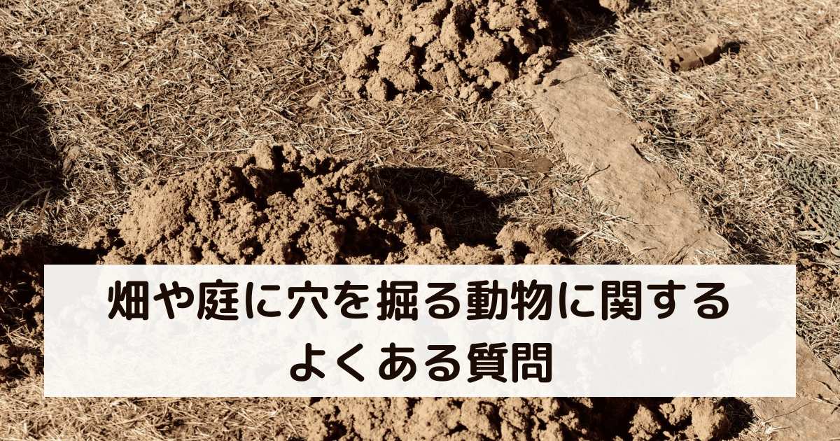 畑や庭に穴を掘る動物に関するよくある質問
