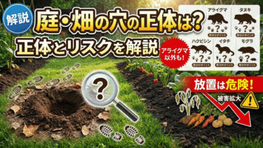 庭や畑に穴を掘る動物は何？アライグマ以外の正体と放置リスクを解説