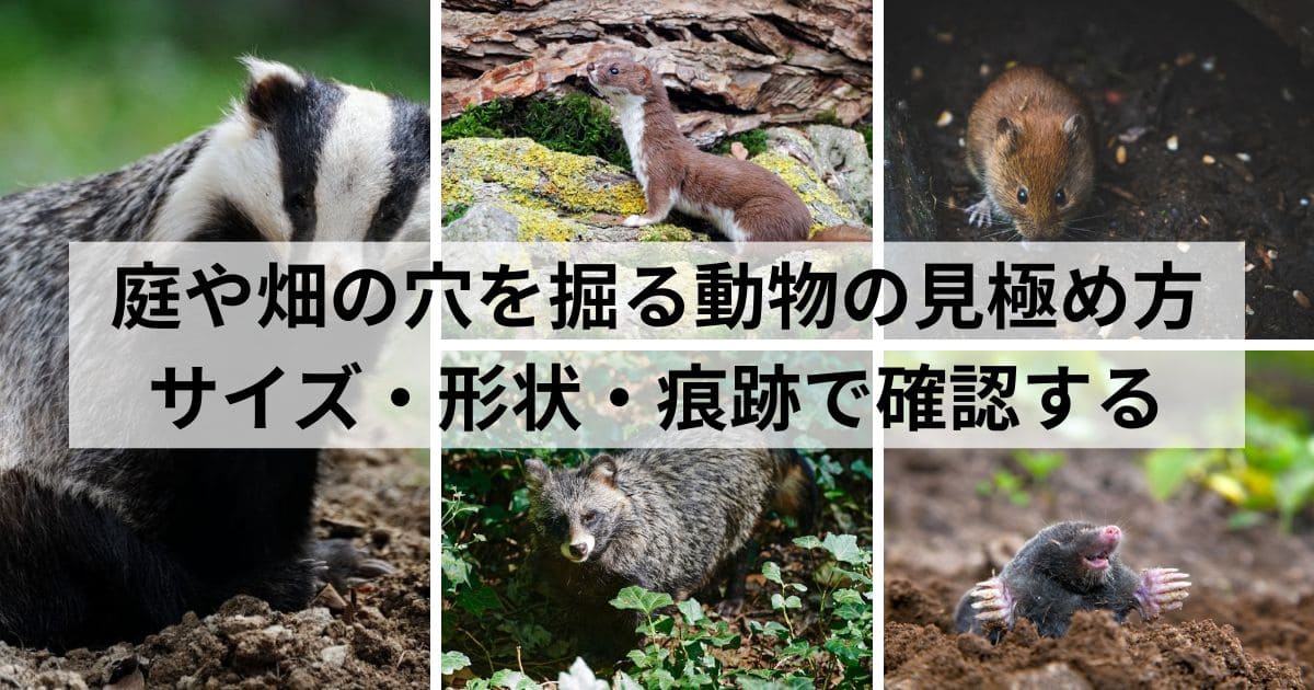 庭や畑の穴を掘る動物の見極め方｜サイズ・形状・痕跡で確認する
