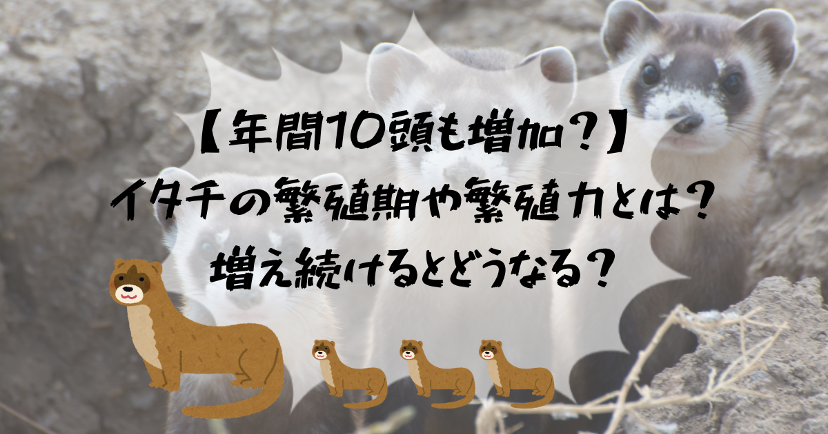 イタチページ イタチの繁殖期は3月から5月！繁殖前の対策が明暗を分ける！ - 駆除
