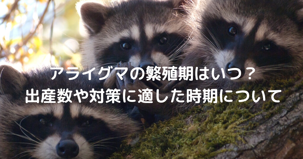 アライグマの繁殖期はいつ？出産数や対策に適した時期について - 駆除PLUS - 害獣駆除のプロが解説するお役立ち情報サイト