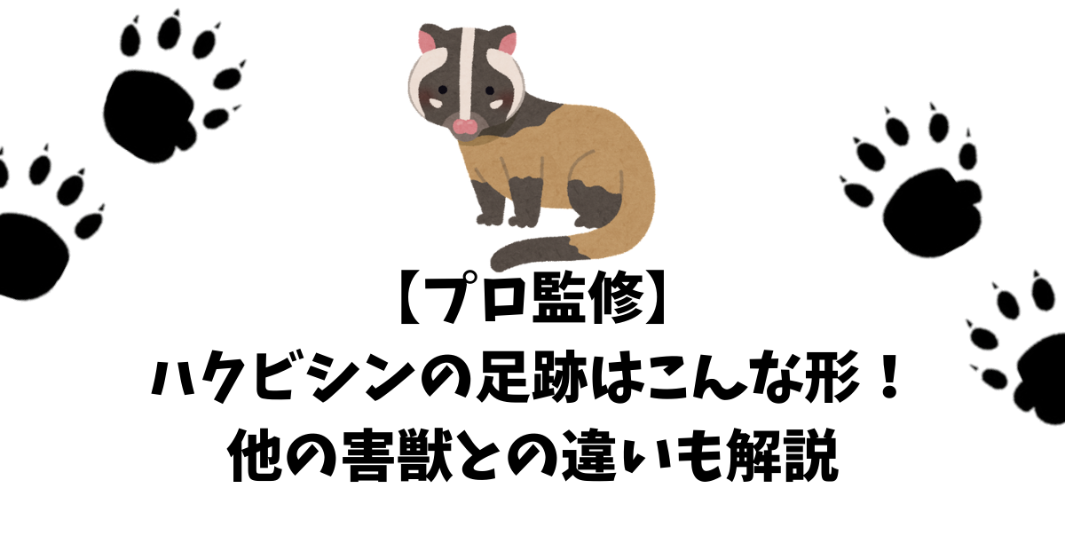 プロ監修 ハクビシンの足跡はこんな形 他の害獣との違いも解説 害獣駆除plus プロが解説するお役立ち情報サイト