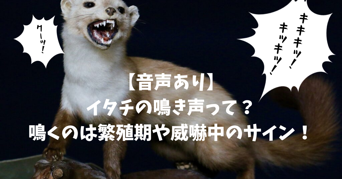 音声あり イタチの鳴き声って 鳴くのは繁殖期や威嚇中のサイン 害獣駆除plus プロが解説するお役立ち情報サイト