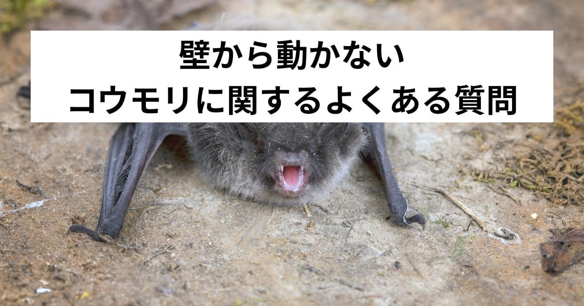 壁から動かないコウモリに関するよくある質問