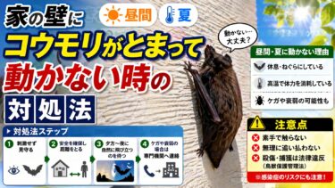 家の壁にコウモリがとまって動かない時の対処法｜昼間・夏に動かない理由も解説