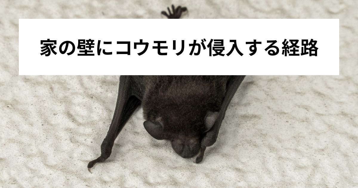 家の壁にコウモリが侵入する経路