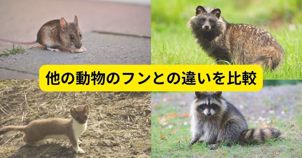 他の動物のフンとの違いを比較