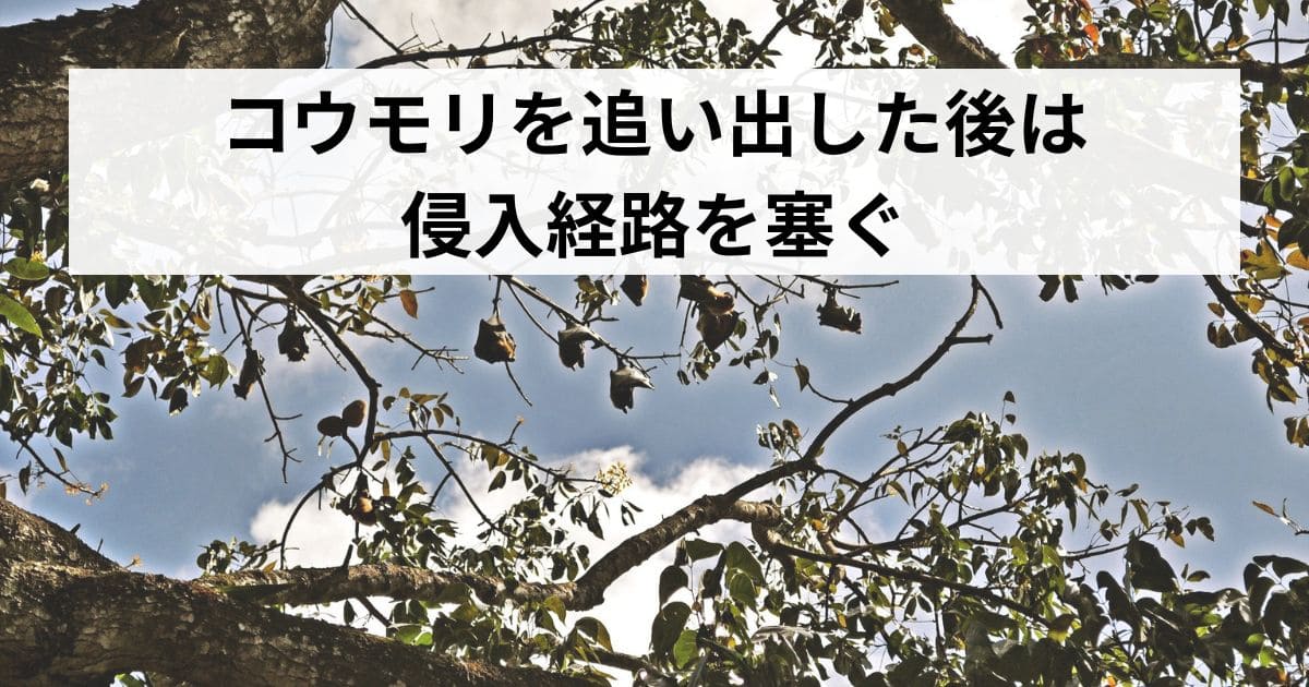 コウモリを追い出した後は侵入経路を塞ぐ