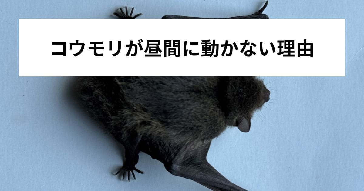コウモリが昼間に動かない理由