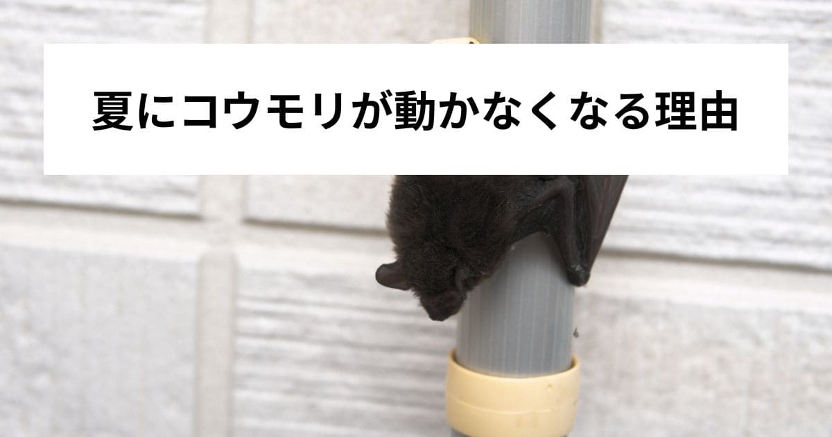 夏にコウモリが動かなくなる理由