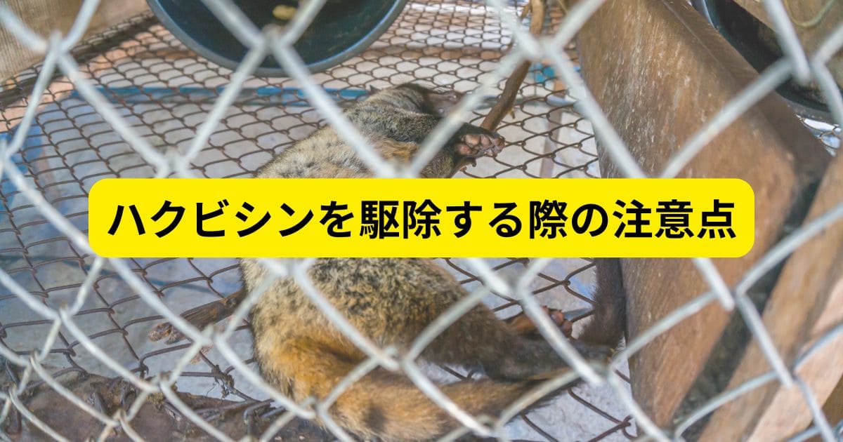 ハクビシンを駆除する際の注意点