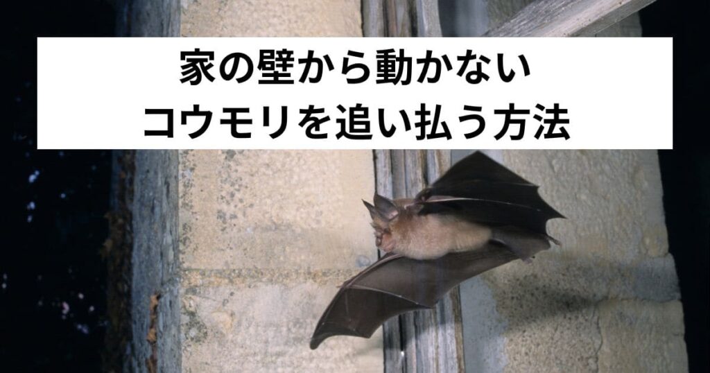家の壁から動かないコウモリを追い払う方法