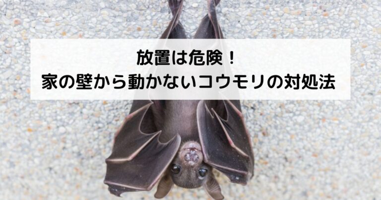 放置は危険 家の壁から動かないコウモリの対処法とは 害獣駆除plus プロが解説するお役立ち情報サイト