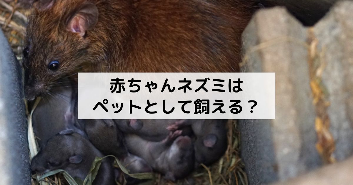 ネズミの赤ちゃんの特徴は ペットとして飼うのがngな理由も紹介 害獣駆除plus プロが解説するお役立ち情報サイト