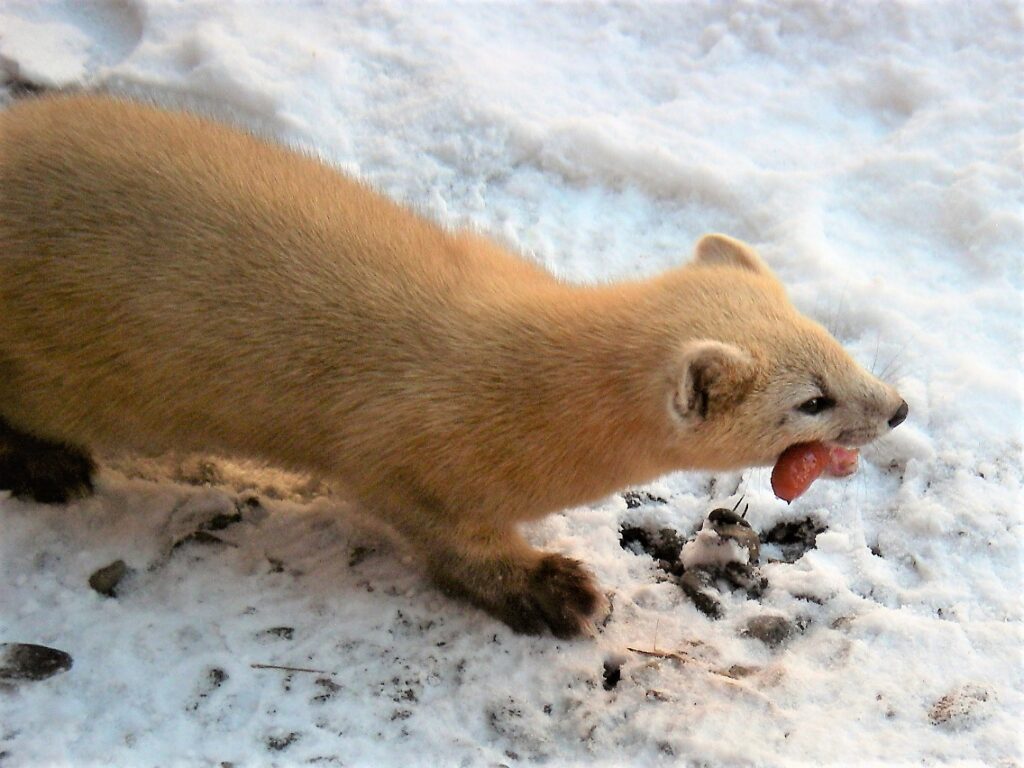 イタチの生息地はどこ 実は地域によってよく見かける種類が違うんです 害獣駆除plus プロが解説するお役立ち情報サイト