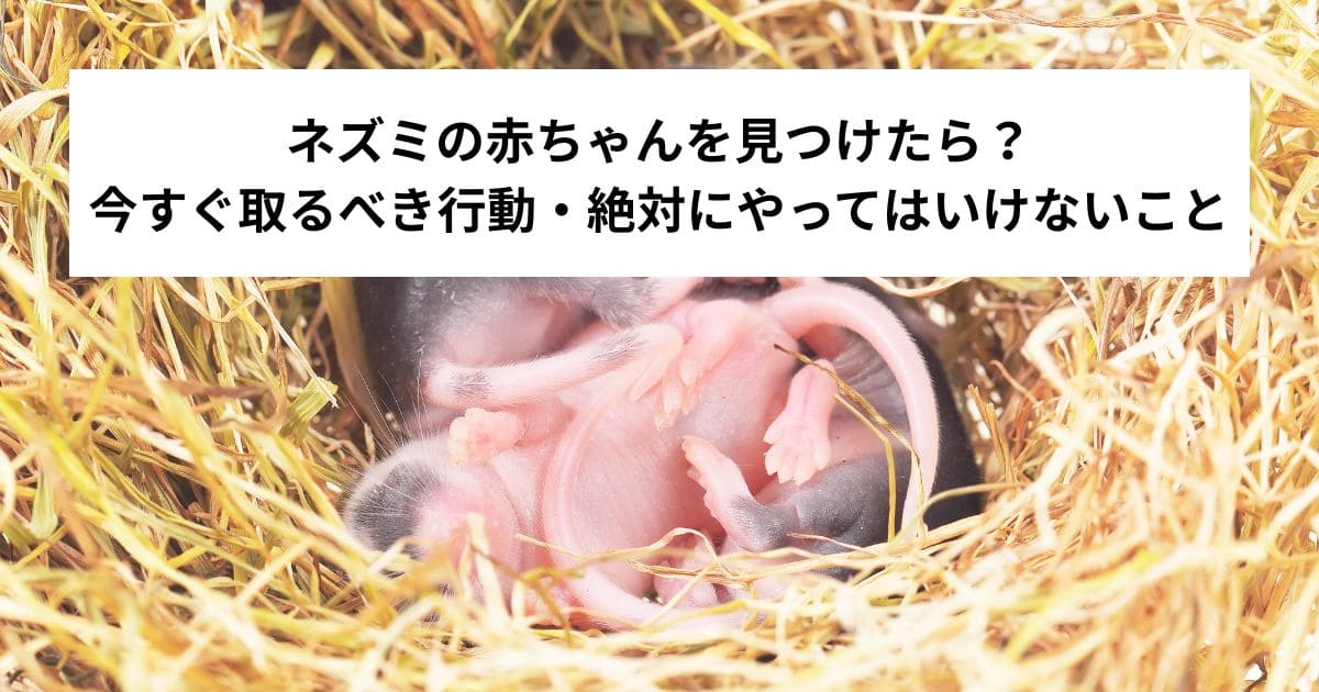 ネズミの赤ちゃんを見つけたら？今すぐ取るべき行動・絶対にやってはいけないこと