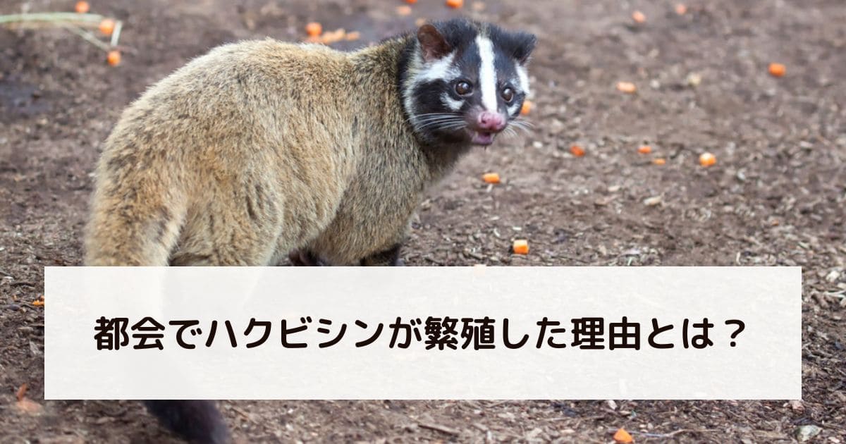 都会でハクビシンが繁殖した理由とは？
