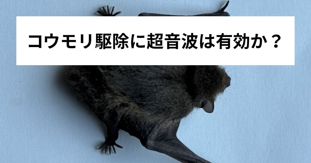 コウモリ駆除に超音波は有効か?