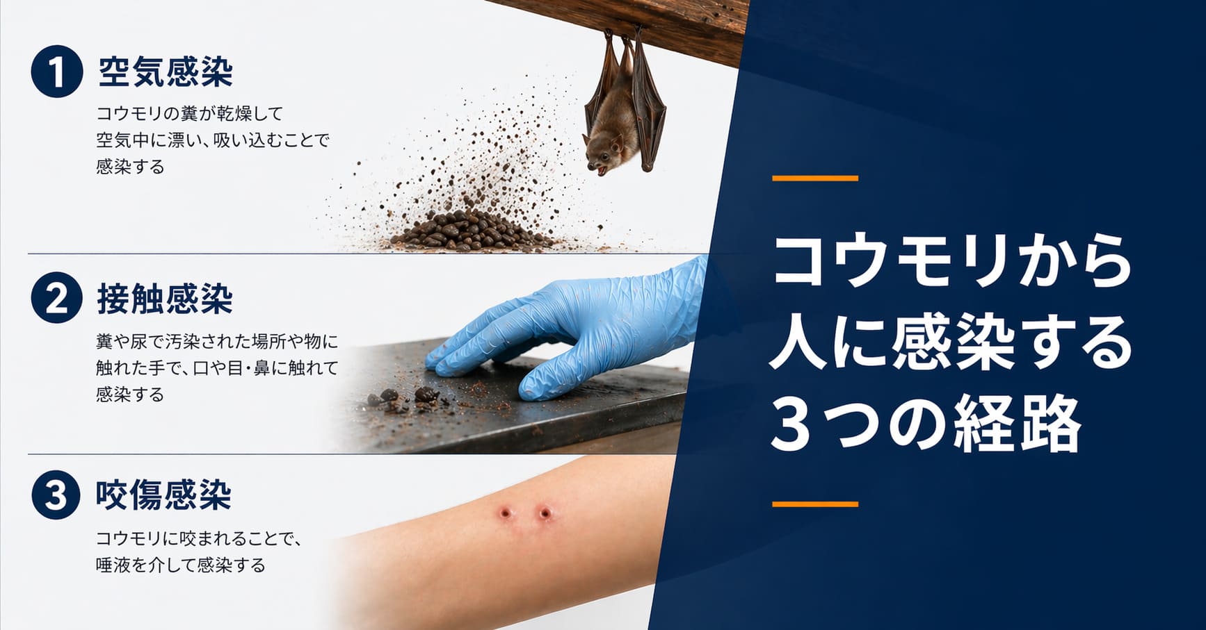 コウモリから人に感染する3つの経路