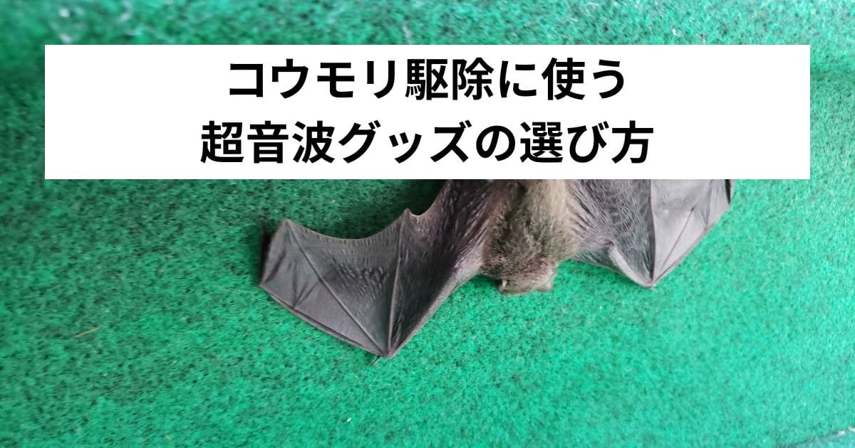 コウモリ駆除に使う超音波グッズの選び方