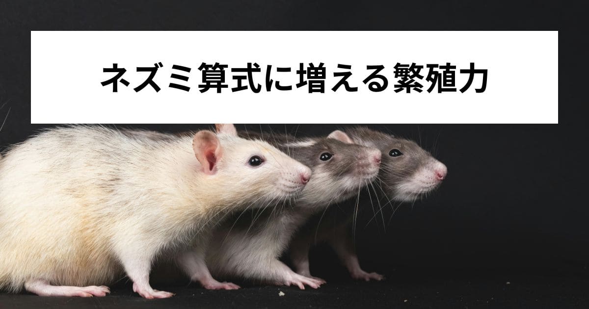 ネズミ算式に増える繁殖力