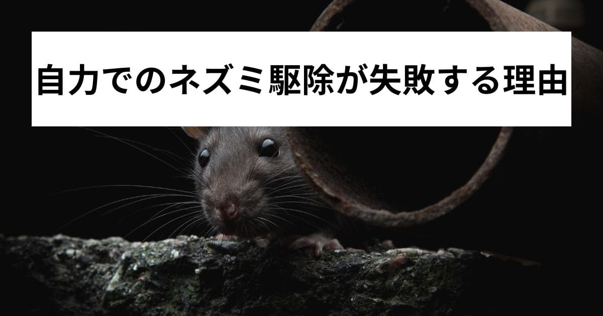 自力でのネズミ駆除が失敗する理由