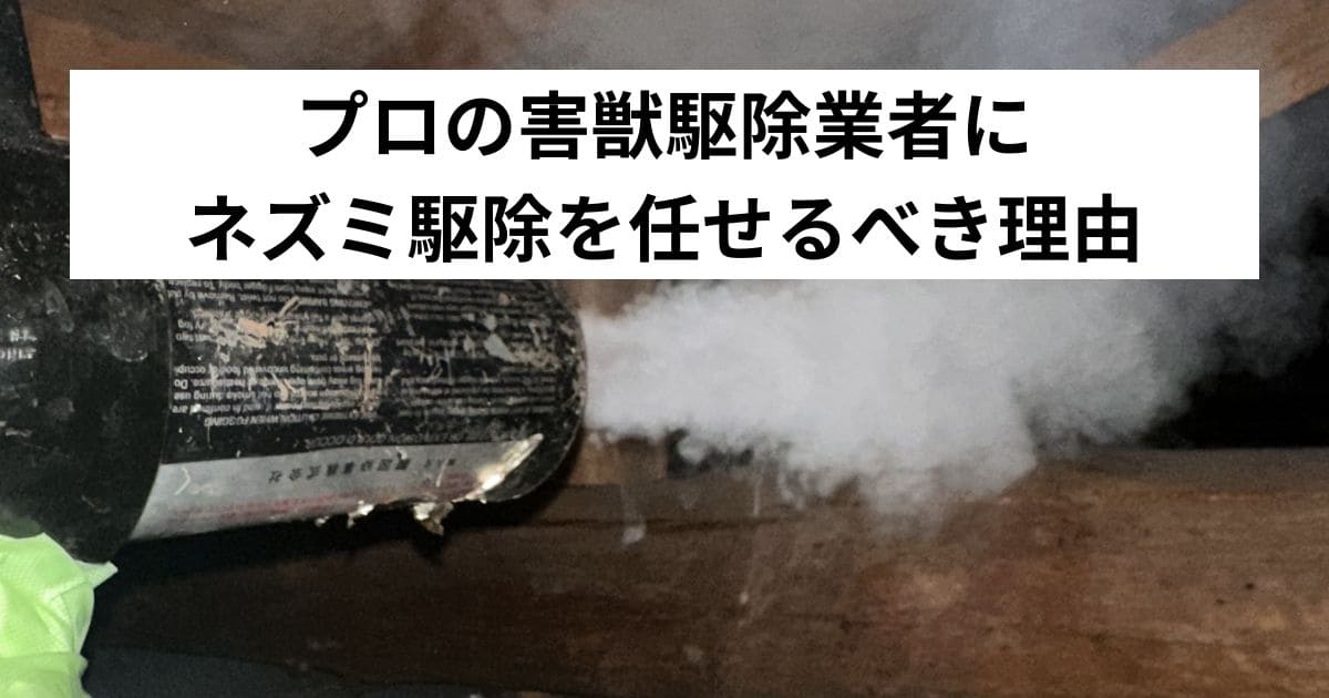 プロの害獣駆除業者にネズミ駆除を任せるべき理由