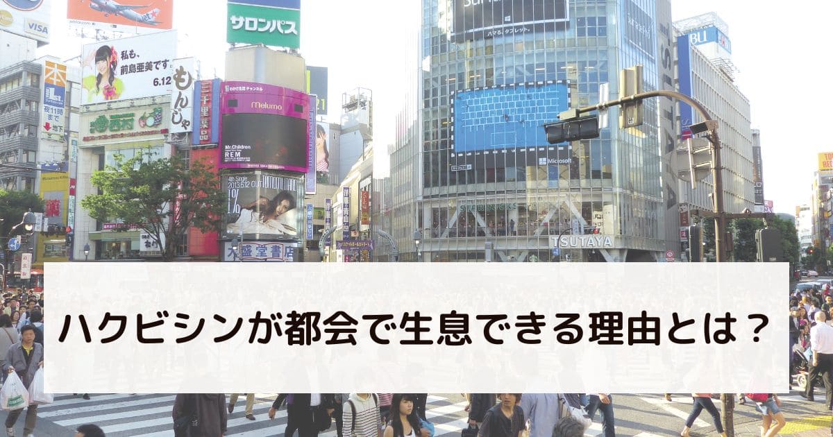 ハクビシンが都会で生息できる理由とは？