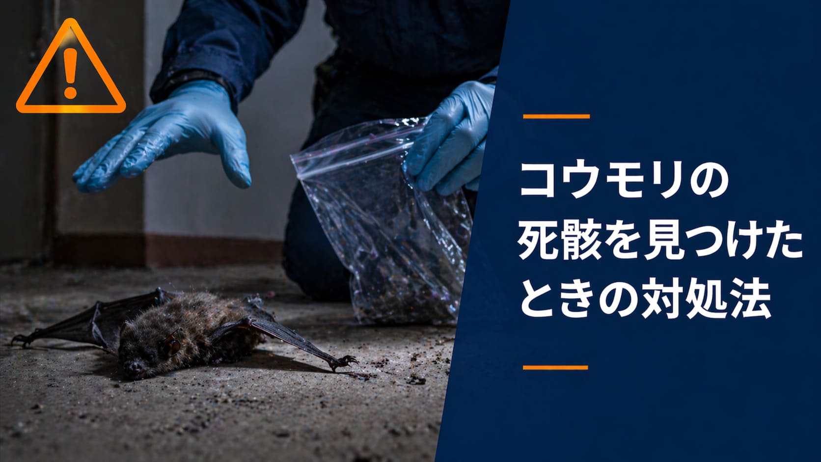 コウモリの死骸を見つけたときの対処法