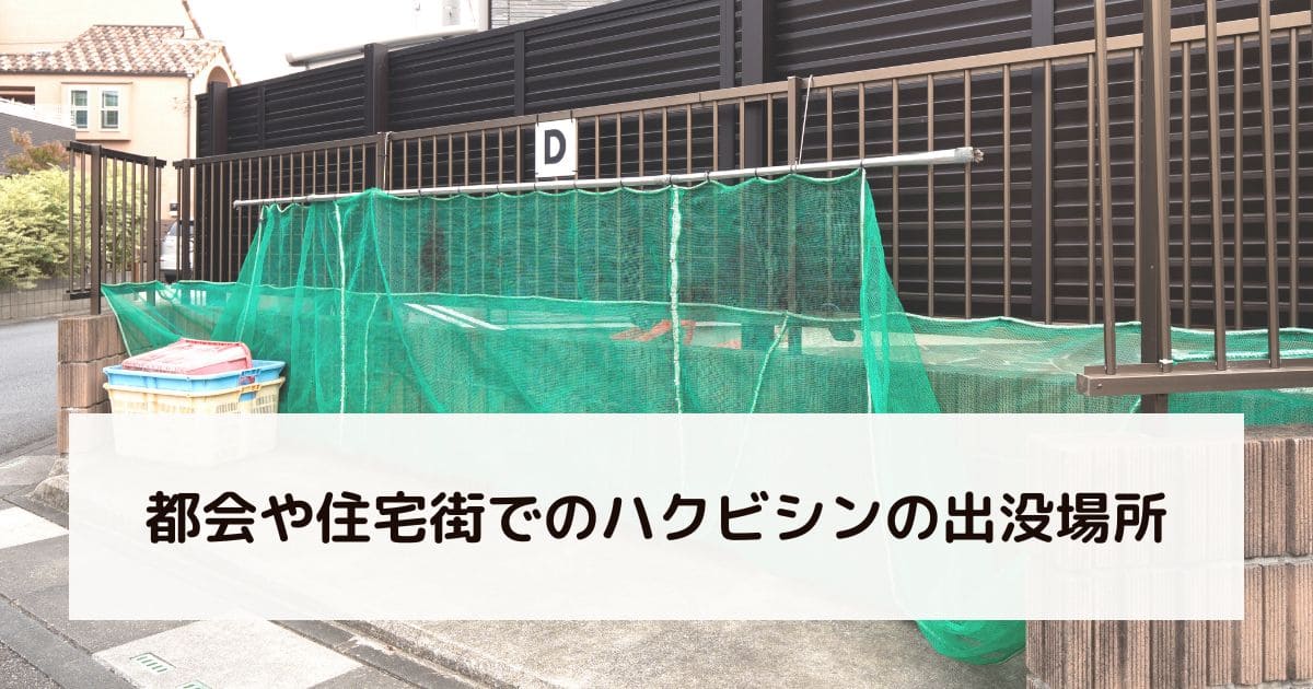 都会や住宅街でのハクビシンの出没場所