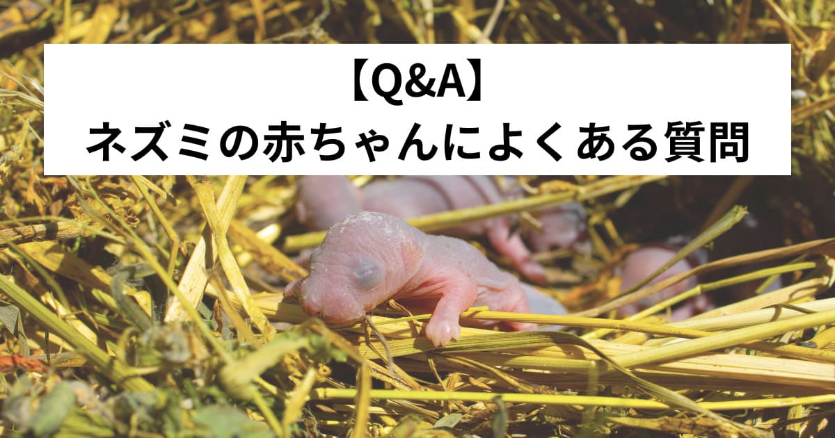 ネズミの赤ちゃんに関するよくある質問【Q&A】