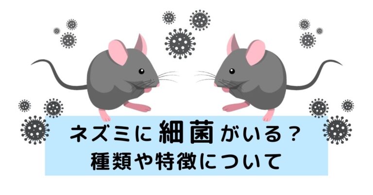 ネズミには多くの細菌がいるんです！具体的な種類や特徴について解説