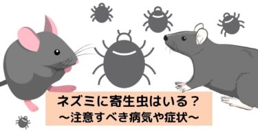 ネズミに寄生虫はいる？注意すべき病気や症状をプロが優しく解説