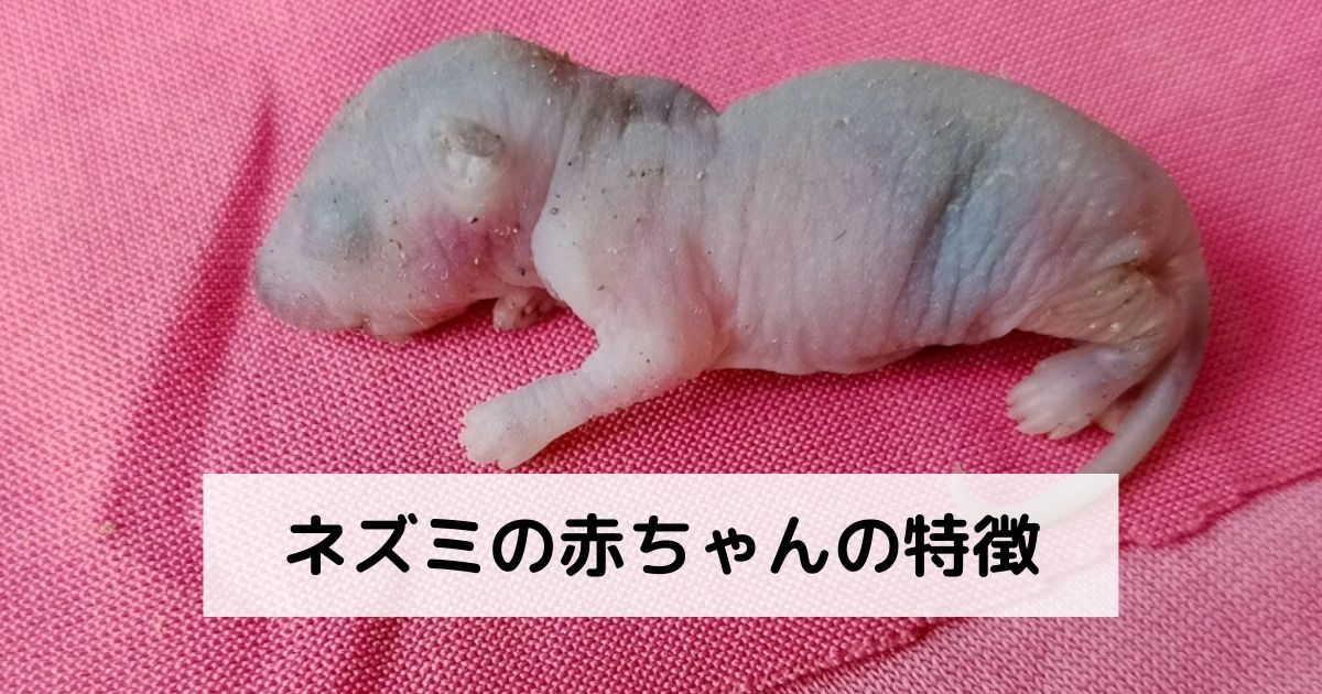 ネズミの赤ちゃんの特徴