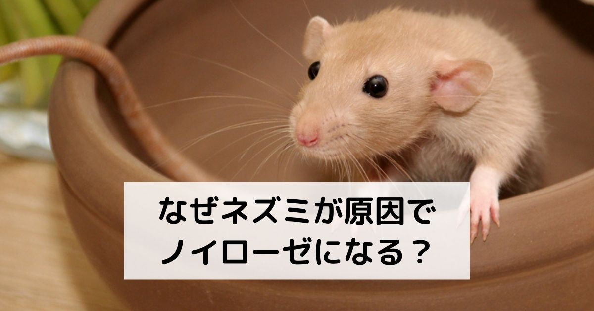 なぜネズミが原因でノイローゼになる？
