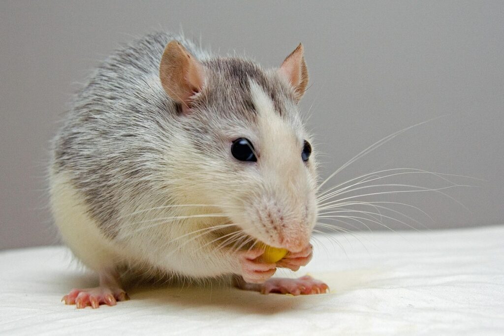 ネズミにバルサンは効く？効果的な駆除方法や再発予防について解説