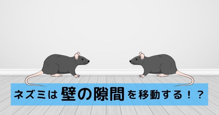 ネズミは壁の隙間を移動する！？対策や侵入経路を塞ぐ方法を解説