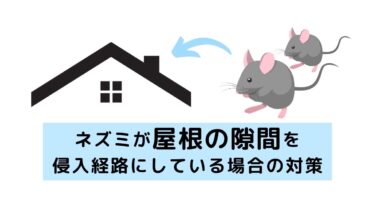 ネズミが屋根の隙間を侵入経路にしている場合の対策を解説