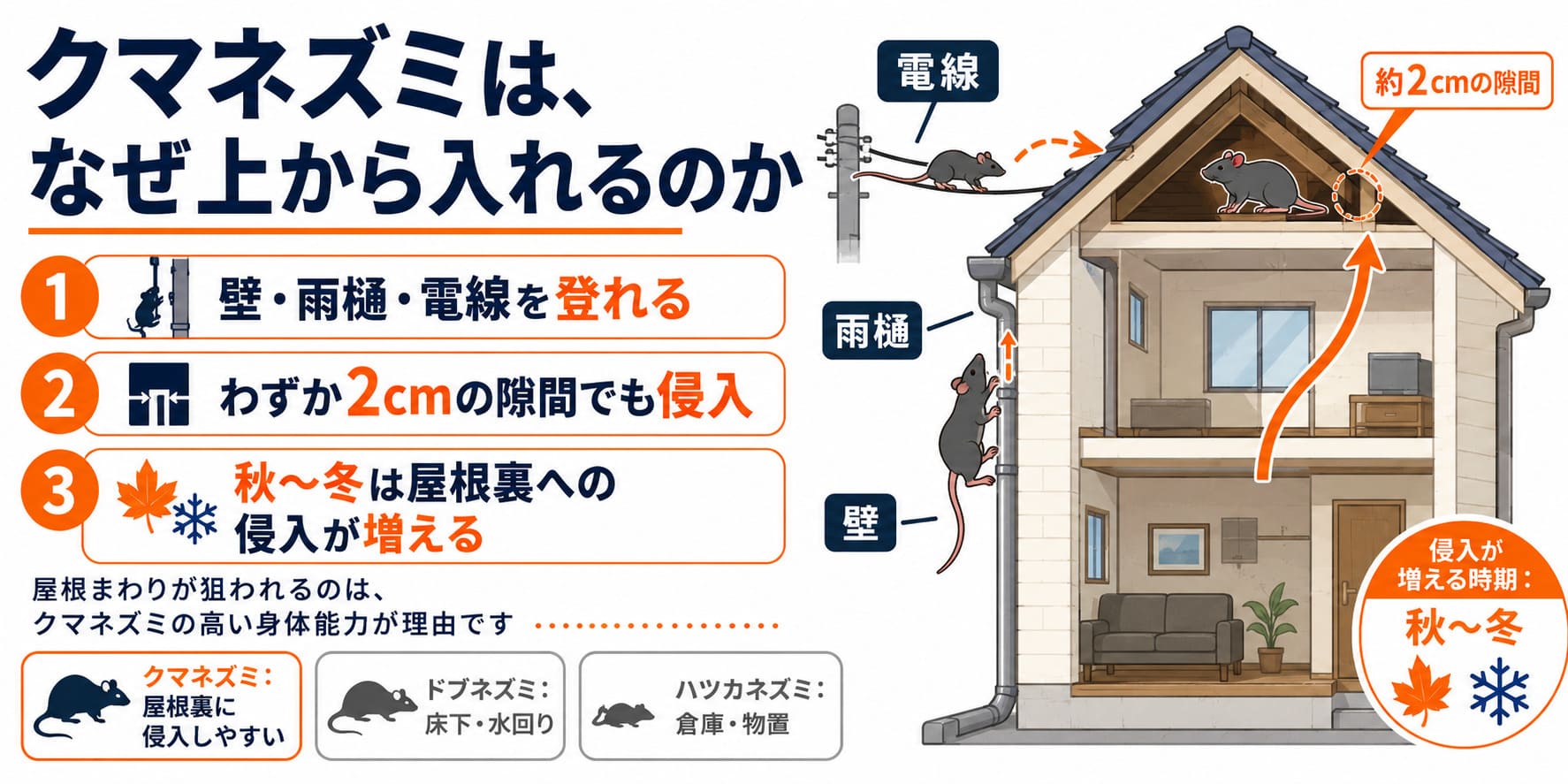 クマネズミは、なぜ上から入れるのか