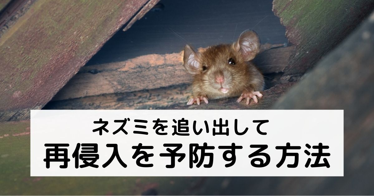 ネズミを追い出して再侵入を予防する方法