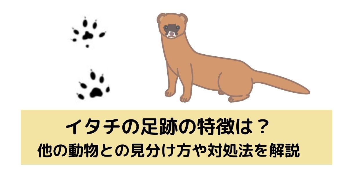 イタチの足跡の特徴は 他の動物との見分け方や対処法を解説 害獣駆除plus プロが解説するお役立ち情報サイト